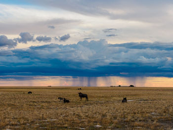 Scenic view of field against sky during sunset