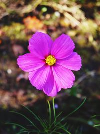 Close-up of pink cosmos blooming outdoors