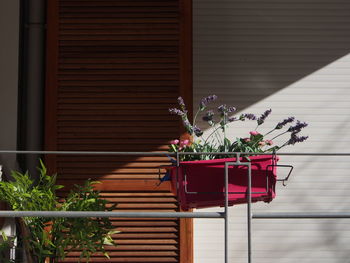 Potted plant against window