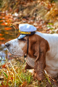 Close-up of dog wearing sailors hat 