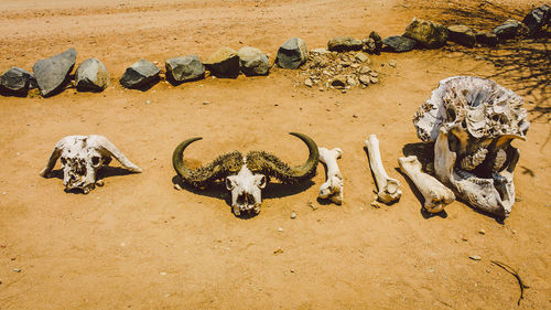 High angle view of animal skull