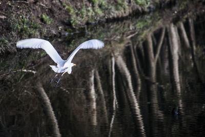 Bird flying over lake