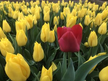 Close-up of yellow tulips