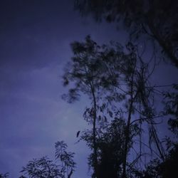 Low angle view of silhouette tree against sky at night