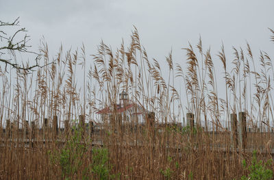 Crops growing on field against sky