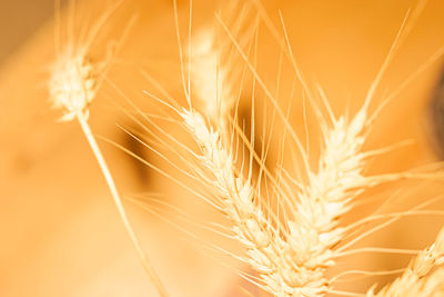 Close-up of wheat growing at sunset