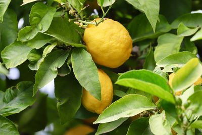 Greece lemontree