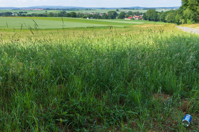 Scenic view of agricultural field