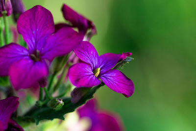 Close-up of pink flowering plant