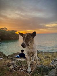 Dog standing at beach against sky during sunset