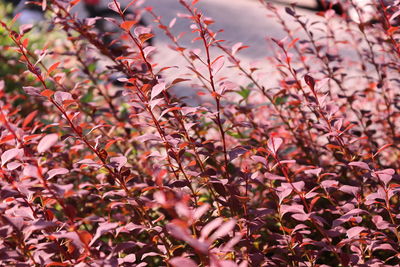 Close-up of flowering plant during autumn