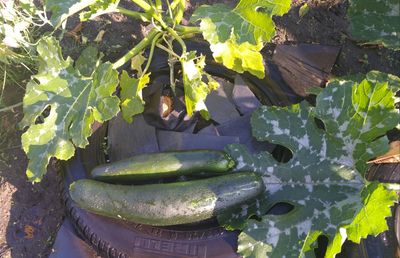Close-up of fresh green plants