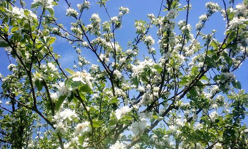 Low angle view of blooming tree