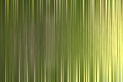 Full frame shot of palm trees in forest