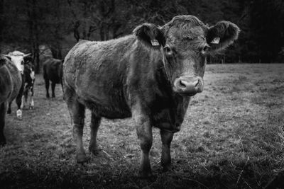 Portrait of cow standing on field