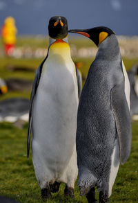 King penguins on field