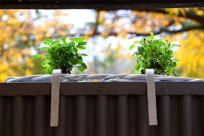 Close-up of potted plant against wooden fence