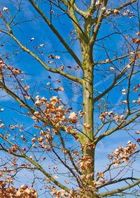 Low angle view of flowering tree against blue sky