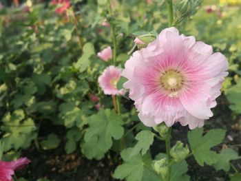 Close-up of pink flower blooming outdoors