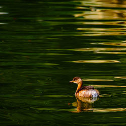 Duck swimming in lake