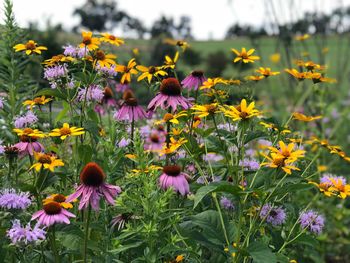 Close-up of purple flowering plants on field