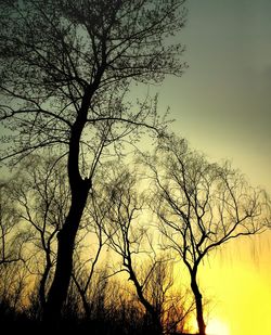 Low angle view of bare trees against sky