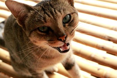 Close-up portrait of a cat