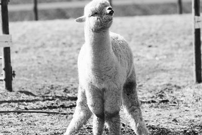 View of an alpaca on field