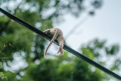 Low angle view of monkey on tree