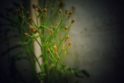 Close-up of plant