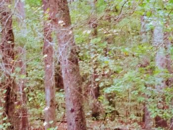 Full frame shot of trees in forest