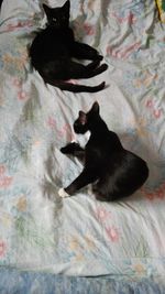 High angle view of black cat sitting on bed