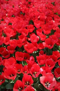 High angle view of red flowering plants