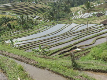Panoramic shot of rice terracering in bali