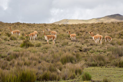 Llamas standing on field against sky