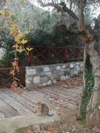 View of abandoned bridge in forest