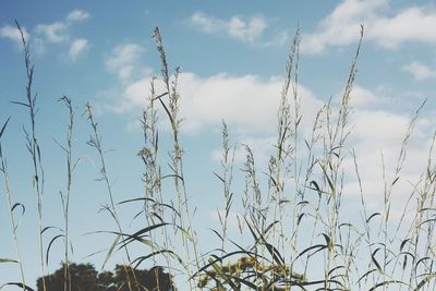 Plants against sky