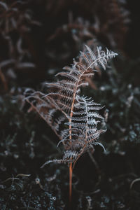 Close-up of frozen plant during winter