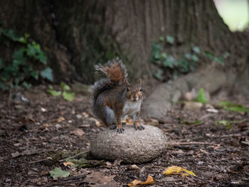 Squirrel in a forest