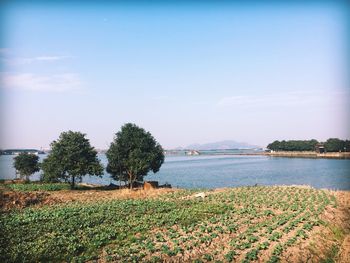 Scenic view of landscape against clear sky
