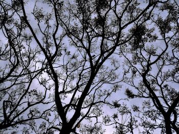 Low angle view of tree against sky