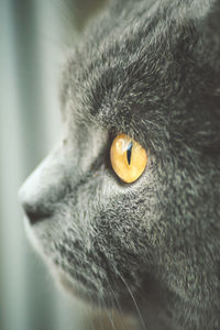 Close-up of cat relaxing at home