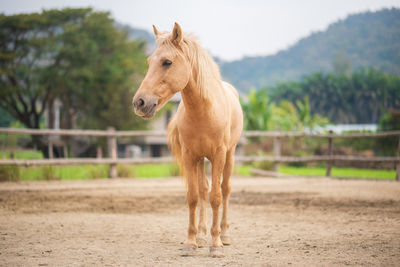 Horse standing in ranch