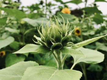 Close-up of flowering plant