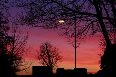 Silhouette of bare tree at sunset