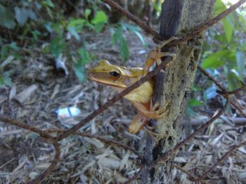 Close-up of frog on branch