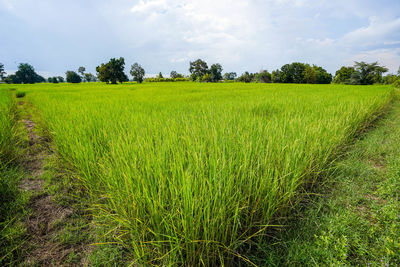 Scenic view of agricultural field against sky