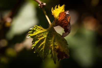 Close-up of dry leaves on plant during autumn