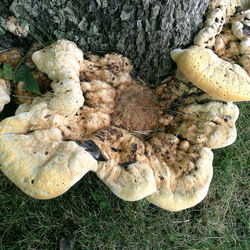 Close-up of mushrooms on the ground