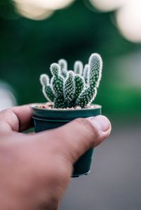 Cropped hand of person holding small potted plant